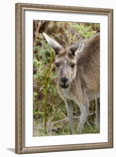 Australia, Perth, Yanchep National Park. Western Gray Kangaroo Close Up of Face-Cindy Miller Hopkins-Framed Photographic Print