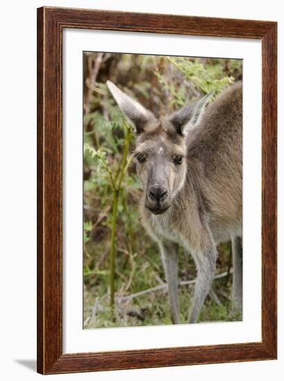 Australia, Perth, Yanchep National Park. Western Gray Kangaroo Close Up of Face-Cindy Miller Hopkins-Framed Photographic Print