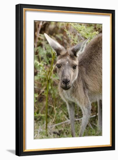 Australia, Perth, Yanchep National Park. Western Gray Kangaroo Close Up of Face-Cindy Miller Hopkins-Framed Photographic Print