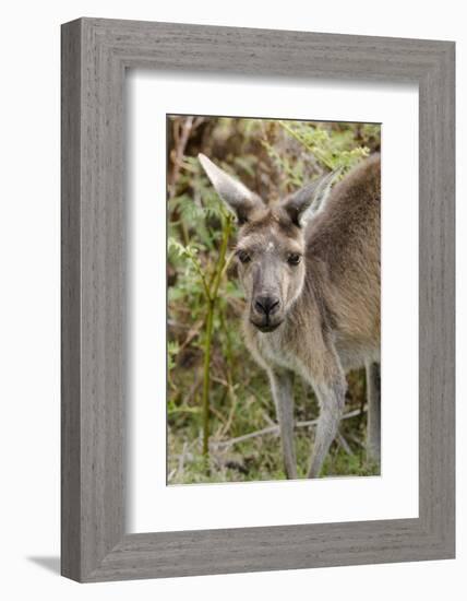 Australia, Perth, Yanchep National Park. Western Gray Kangaroo Close Up of Face-Cindy Miller Hopkins-Framed Photographic Print