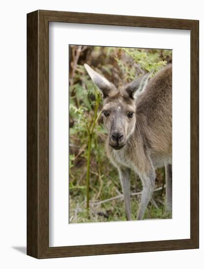 Australia, Perth, Yanchep National Park. Western Gray Kangaroo Close Up of Face-Cindy Miller Hopkins-Framed Photographic Print