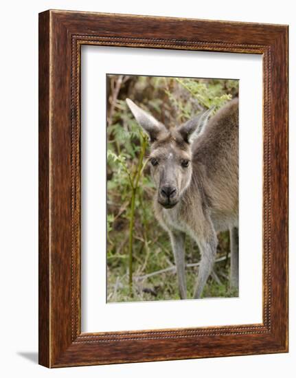 Australia, Perth, Yanchep National Park. Western Gray Kangaroo Close Up of Face-Cindy Miller Hopkins-Framed Photographic Print