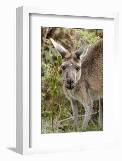 Australia, Perth, Yanchep National Park. Western Gray Kangaroo Close Up of Face-Cindy Miller Hopkins-Framed Photographic Print