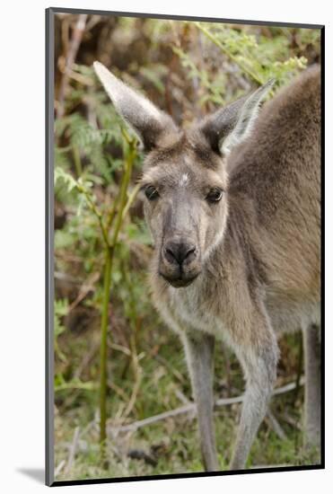 Australia, Perth, Yanchep National Park. Western Gray Kangaroo Close Up of Face-Cindy Miller Hopkins-Mounted Photographic Print