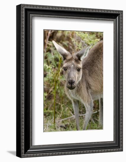 Australia, Perth, Yanchep National Park. Western Gray Kangaroo Close Up of Face-Cindy Miller Hopkins-Framed Photographic Print