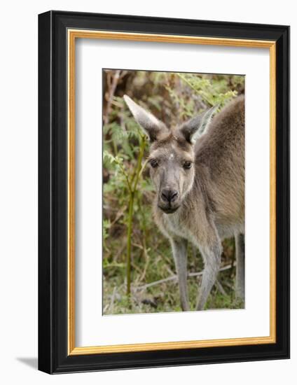 Australia, Perth, Yanchep National Park. Western Gray Kangaroo Close Up of Face-Cindy Miller Hopkins-Framed Photographic Print