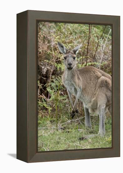 Australia, Perth, Yanchep National Park. Western Gray Kangaroo in Bush Habitat-Cindy Miller Hopkins-Framed Premier Image Canvas