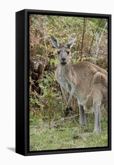 Australia, Perth, Yanchep National Park. Western Gray Kangaroo in Bush Habitat-Cindy Miller Hopkins-Framed Premier Image Canvas