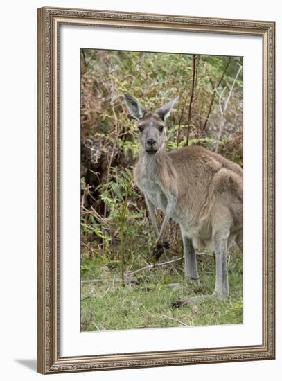 Australia, Perth, Yanchep National Park. Western Gray Kangaroo in Bush Habitat-Cindy Miller Hopkins-Framed Photographic Print