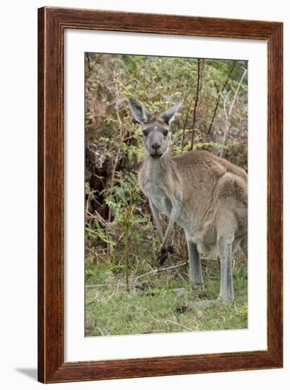 Australia, Perth, Yanchep National Park. Western Gray Kangaroo in Bush Habitat-Cindy Miller Hopkins-Framed Photographic Print