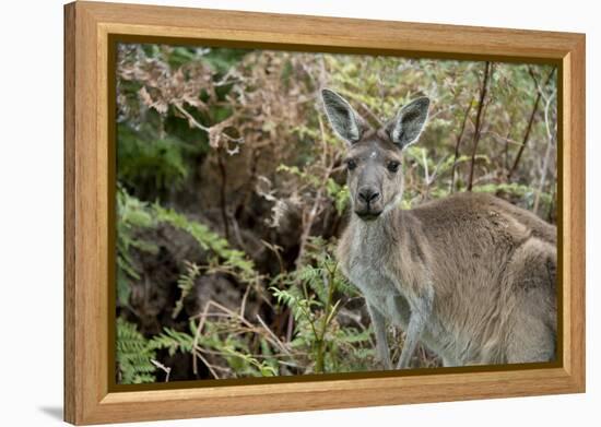 Australia, Perth, Yanchep National Park. Western Gray Kangaroo in Bush Habitat-Cindy Miller Hopkins-Framed Premier Image Canvas