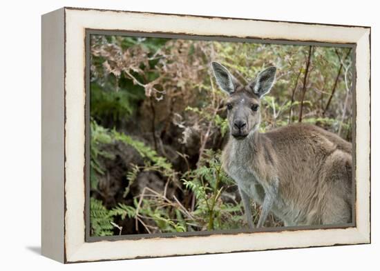 Australia, Perth, Yanchep National Park. Western Gray Kangaroo in Bush Habitat-Cindy Miller Hopkins-Framed Premier Image Canvas