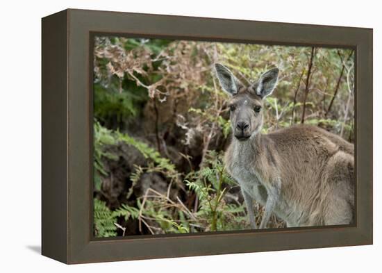 Australia, Perth, Yanchep National Park. Western Gray Kangaroo in Bush Habitat-Cindy Miller Hopkins-Framed Premier Image Canvas