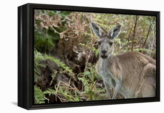 Australia, Perth, Yanchep National Park. Western Gray Kangaroo in Bush Habitat-Cindy Miller Hopkins-Framed Premier Image Canvas