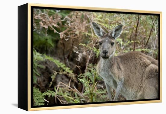 Australia, Perth, Yanchep National Park. Western Gray Kangaroo in Bush Habitat-Cindy Miller Hopkins-Framed Premier Image Canvas
