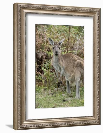 Australia, Perth, Yanchep National Park. Western Gray Kangaroo in Bush Habitat-Cindy Miller Hopkins-Framed Photographic Print