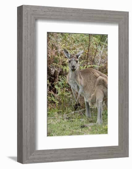 Australia, Perth, Yanchep National Park. Western Gray Kangaroo in Bush Habitat-Cindy Miller Hopkins-Framed Photographic Print