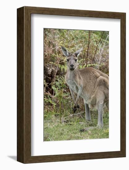 Australia, Perth, Yanchep National Park. Western Gray Kangaroo in Bush Habitat-Cindy Miller Hopkins-Framed Photographic Print