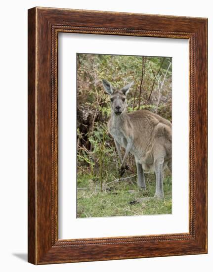 Australia, Perth, Yanchep National Park. Western Gray Kangaroo in Bush Habitat-Cindy Miller Hopkins-Framed Photographic Print