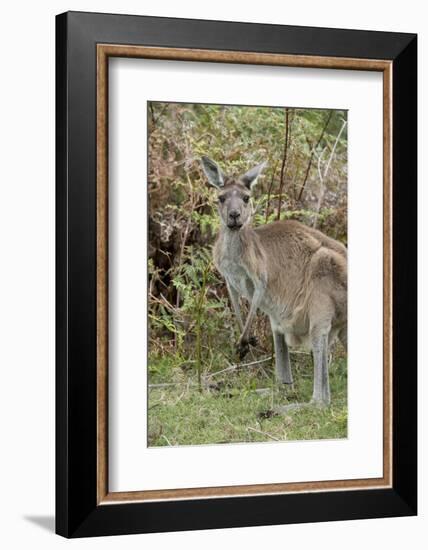 Australia, Perth, Yanchep National Park. Western Gray Kangaroo in Bush Habitat-Cindy Miller Hopkins-Framed Photographic Print