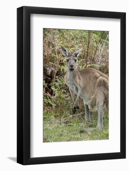 Australia, Perth, Yanchep National Park. Western Gray Kangaroo in Bush Habitat-Cindy Miller Hopkins-Framed Photographic Print