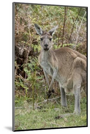 Australia Perth Yanchep National Park Western Gray Kangaroo In