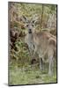 Australia, Perth, Yanchep National Park. Western Gray Kangaroo in Bush Habitat-Cindy Miller Hopkins-Mounted Photographic Print