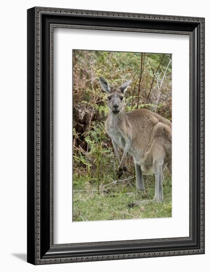 Australia, Perth, Yanchep National Park. Western Gray Kangaroo in Bush Habitat-Cindy Miller Hopkins-Framed Photographic Print