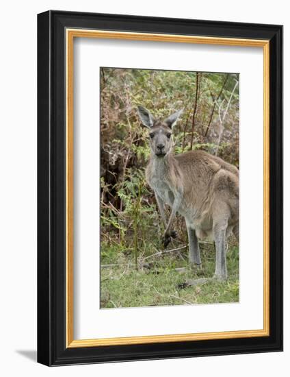 Australia, Perth, Yanchep National Park. Western Gray Kangaroo in Bush Habitat-Cindy Miller Hopkins-Framed Photographic Print