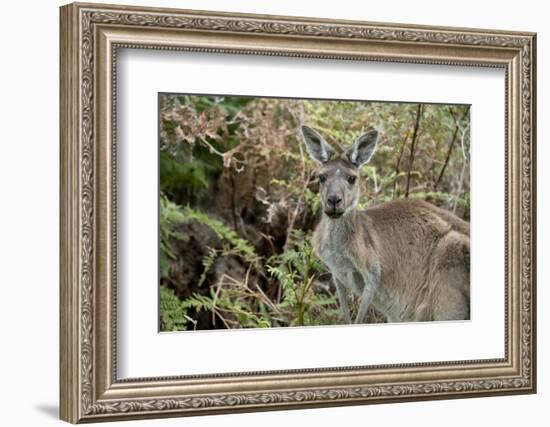 Australia, Perth, Yanchep National Park. Western Gray Kangaroo in Bush Habitat-Cindy Miller Hopkins-Framed Photographic Print