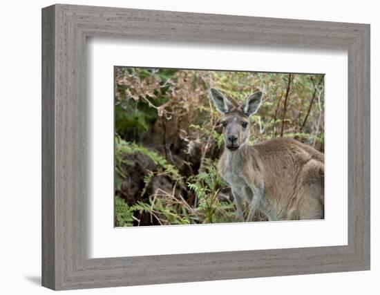 Australia, Perth, Yanchep National Park. Western Gray Kangaroo in Bush Habitat-Cindy Miller Hopkins-Framed Photographic Print