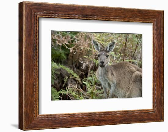 Australia, Perth, Yanchep National Park. Western Gray Kangaroo in Bush Habitat-Cindy Miller Hopkins-Framed Photographic Print