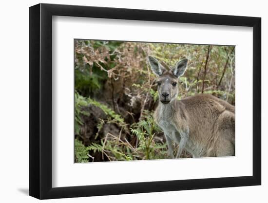 Australia, Perth, Yanchep National Park. Western Gray Kangaroo in Bush Habitat-Cindy Miller Hopkins-Framed Photographic Print