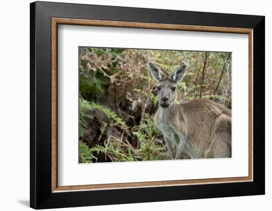 Australia, Perth, Yanchep National Park. Western Gray Kangaroo in Bush Habitat-Cindy Miller Hopkins-Framed Photographic Print