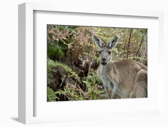 Australia, Perth, Yanchep National Park. Western Gray Kangaroo in Bush Habitat-Cindy Miller Hopkins-Framed Photographic Print