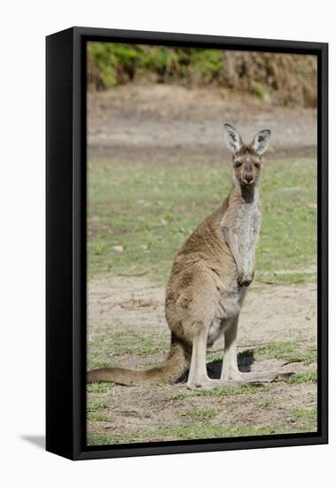 Australia, Perth, Yanchep National Park. Western Gray Kangaroo-Cindy Miller Hopkins-Framed Premier Image Canvas