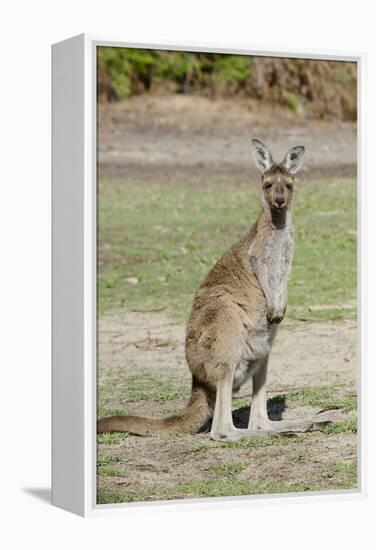 Australia, Perth, Yanchep National Park. Western Gray Kangaroo-Cindy Miller Hopkins-Framed Premier Image Canvas
