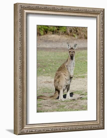 Australia, Perth, Yanchep National Park. Western Gray Kangaroo-Cindy Miller Hopkins-Framed Photographic Print