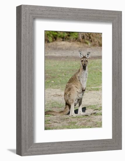 Australia, Perth, Yanchep National Park. Western Gray Kangaroo-Cindy Miller Hopkins-Framed Photographic Print