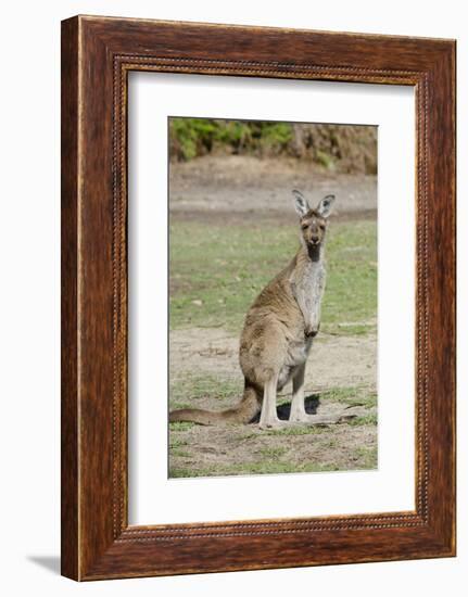 Australia, Perth, Yanchep National Park. Western Gray Kangaroo-Cindy Miller Hopkins-Framed Photographic Print