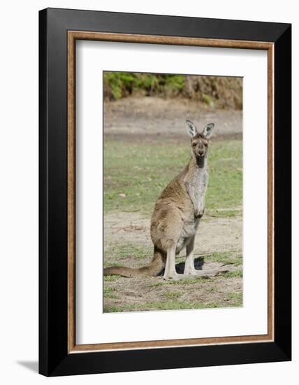 Australia, Perth, Yanchep National Park. Western Gray Kangaroo-Cindy Miller Hopkins-Framed Photographic Print