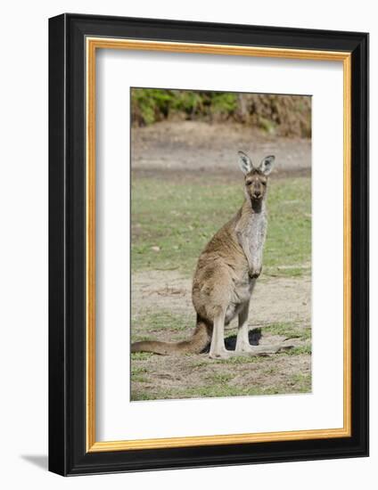 Australia, Perth, Yanchep National Park. Western Gray Kangaroo-Cindy Miller Hopkins-Framed Photographic Print