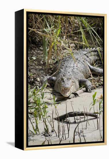Australia, Queensland, Daintree. Dsaltwater Crocodile-Cindy Miller Hopkins-Framed Premier Image Canvas
