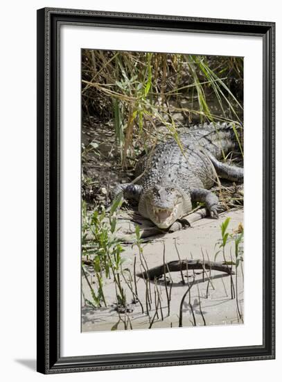 Australia, Queensland, Daintree. Dsaltwater Crocodile-Cindy Miller Hopkins-Framed Photographic Print