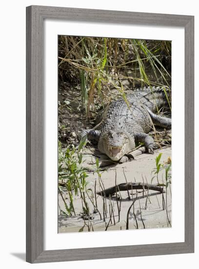 Australia, Queensland, Daintree. Dsaltwater Crocodile-Cindy Miller Hopkins-Framed Photographic Print