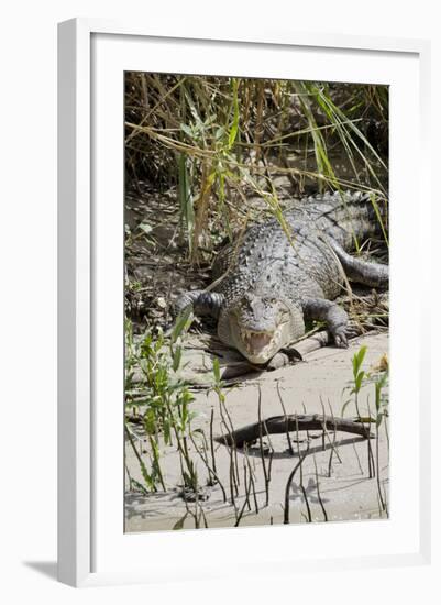 Australia, Queensland, Daintree. Dsaltwater Crocodile-Cindy Miller Hopkins-Framed Photographic Print