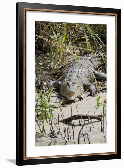 Australia, Queensland, Daintree. Dsaltwater Crocodile-Cindy Miller Hopkins-Framed Photographic Print