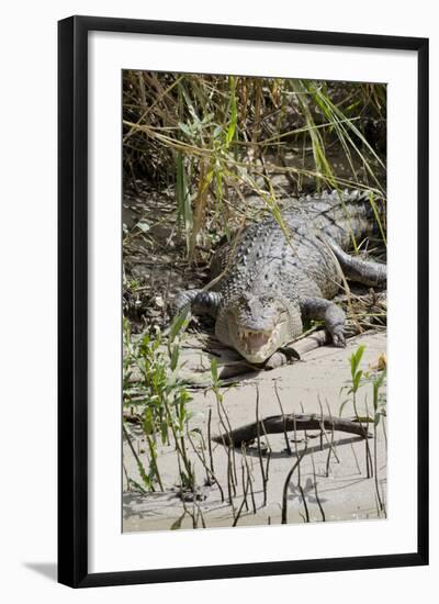 Australia, Queensland, Daintree. Dsaltwater Crocodile-Cindy Miller Hopkins-Framed Photographic Print