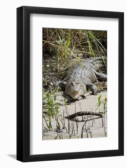 Australia, Queensland, Daintree. Dsaltwater Crocodile-Cindy Miller Hopkins-Framed Photographic Print