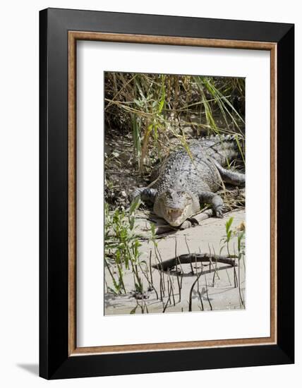 Australia, Queensland, Daintree. Dsaltwater Crocodile-Cindy Miller Hopkins-Framed Photographic Print